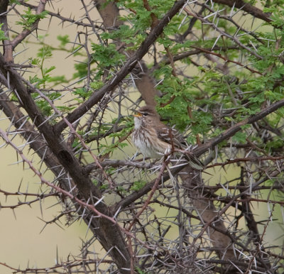 White-Browed Scrub Robin  (Cercotrichas leucophrys)