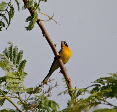 Golden-Breasted Bunting  (Emberiza flaviventris)