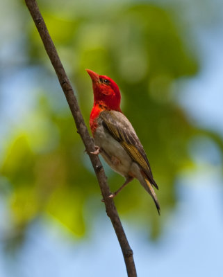 Red-Headed Weaver  (Anaplectes melanotis)