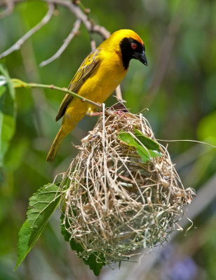 Southern Masked Weaver  (Ploceus intermedius)