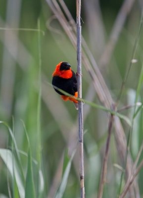 Southern Red Bishop  (Euplectes orix) 