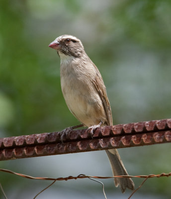 Streaky-Headed Seedeater  (Crithagra gularis)