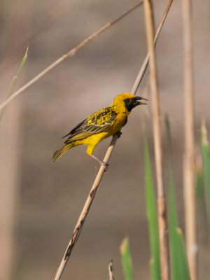 Village Weaver  (Ploceus cucullatus)