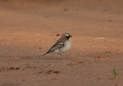 Birds of South Africa