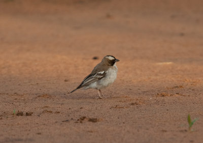 White-Browed Sparrow-Weaver  (Plocepasser mahali)