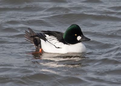 Common Goldeneye (Bucephala clangula)