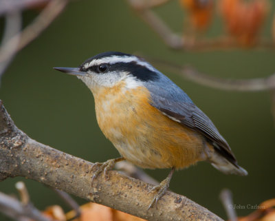 Red-breasted Nuthatch-7911.jpg