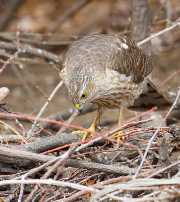 Cooper's Hawk-0341.jpg