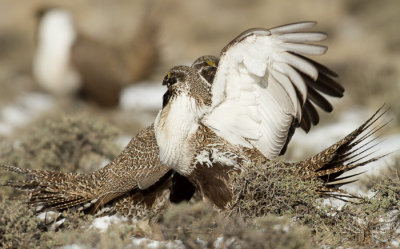 Greater Sage-Grouse-2084.jpg