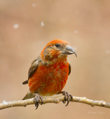 Red Crossbill-2424.jpg