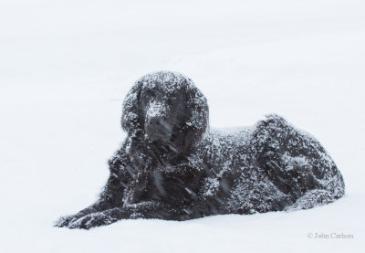 addie snowdog-8810.jpg
