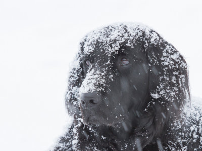 addie snowdog-8815.jpg