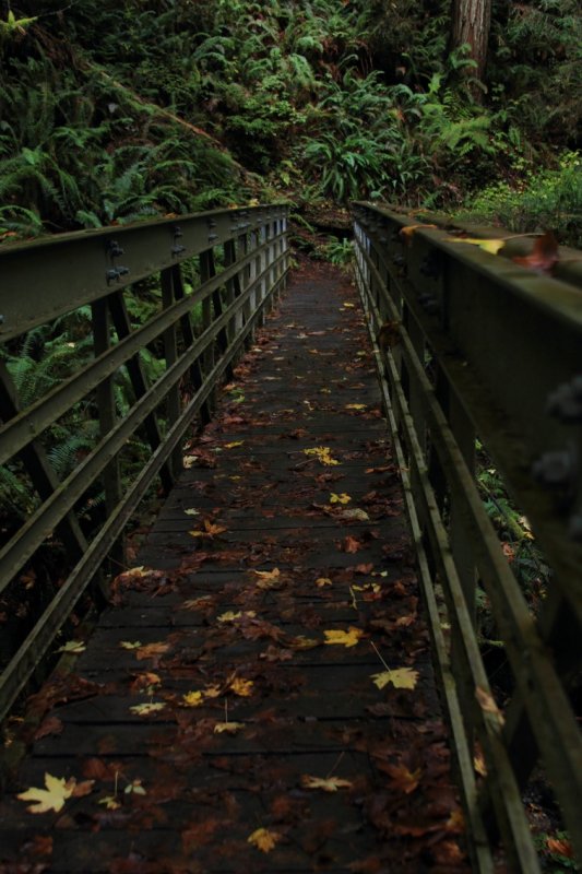 The Bridge To Trillium Falls
