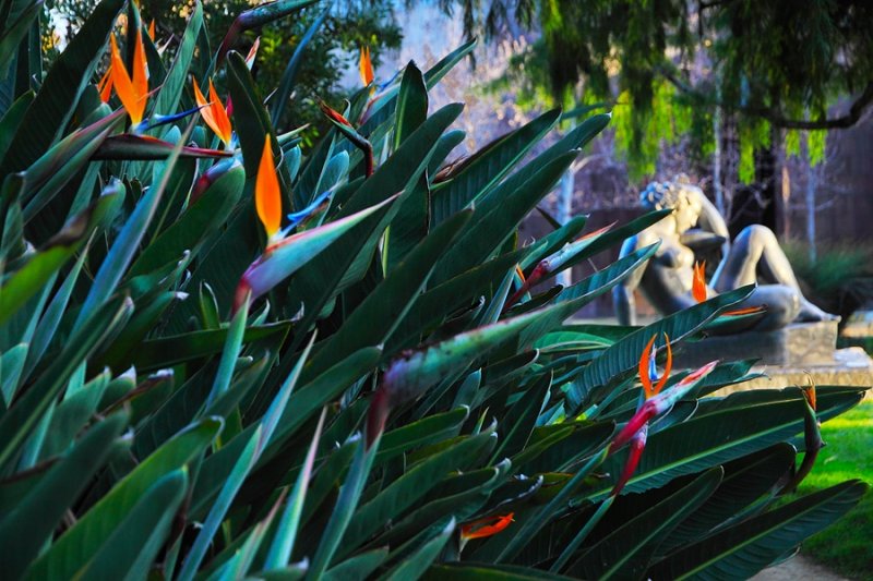 Birds of Paradise With Maillol in Distance