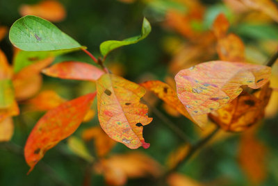 Autumn
