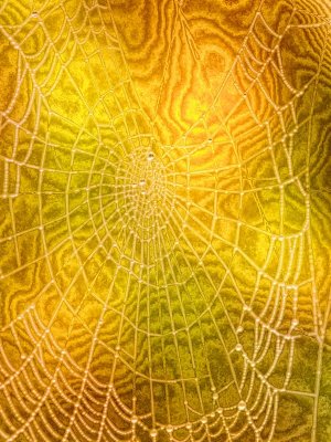 Autumn's Web