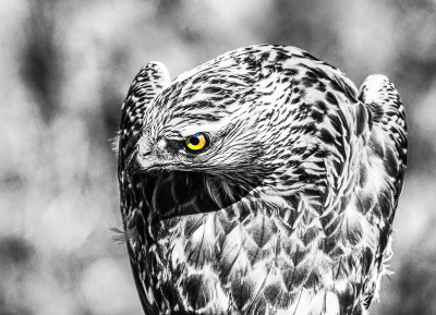 The Eye of a Hunter