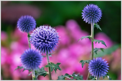 4th: Thistles - By Gerrald H.