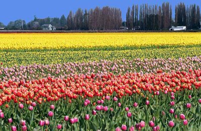 Tulip Fields