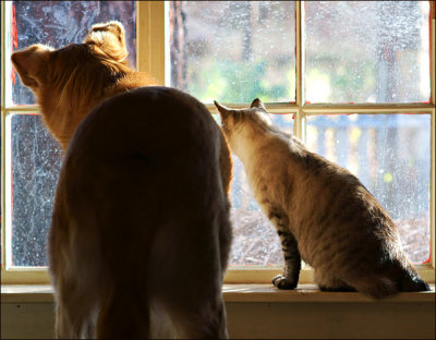 Fourth Place - Whatcha' Lookin' At? (Thru that dirty window...) by mlynn