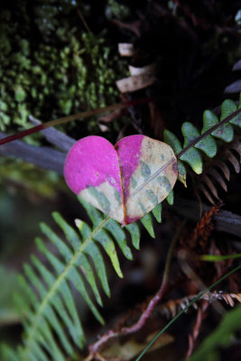 leaves of love