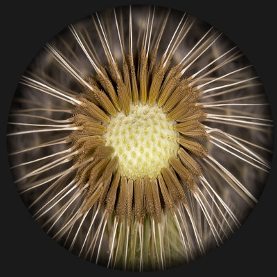 The Eye (5th Place)
