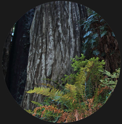 Redwood Heaven