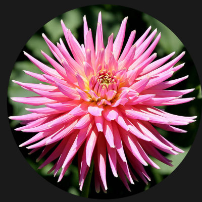 Garden Flowers