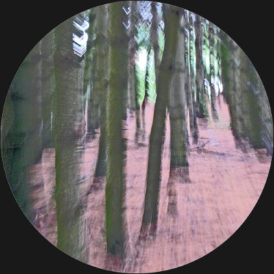 Zooming thru the Woods