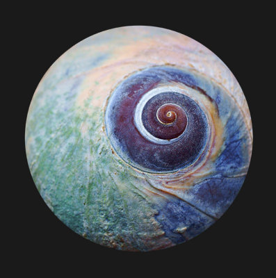 Moon Snail II