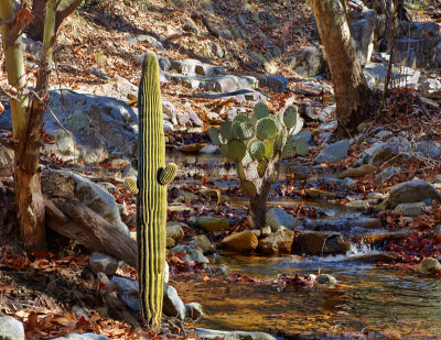 Rare Mountain Cactus