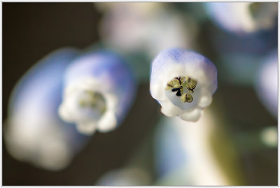 Grape Hyacinth