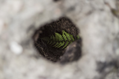 Fern