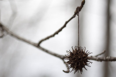Sweet Gum