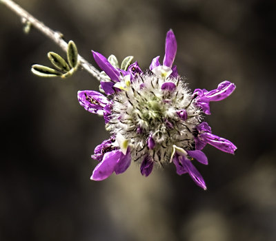 Spring in the Desert