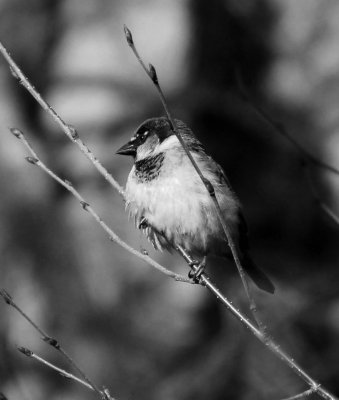 Fourth Place - Chickadee