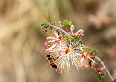 Bee & Spring Flower