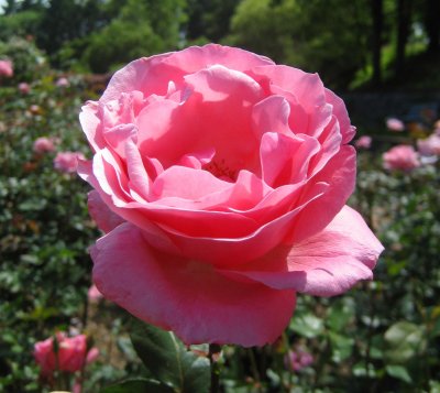 a rose is a rose.jpg