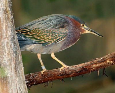 Pretty Birdy