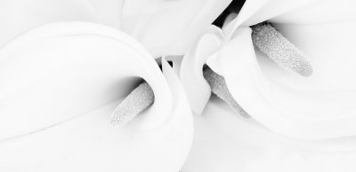 Calla Lily