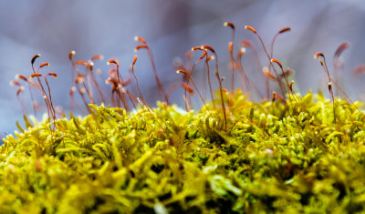 Spring Moss