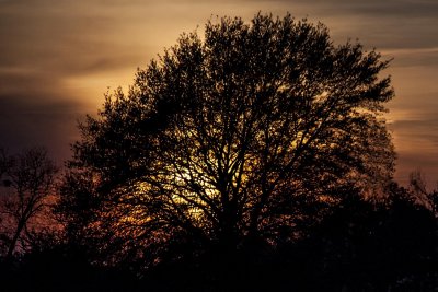 Dusk... Foliage...