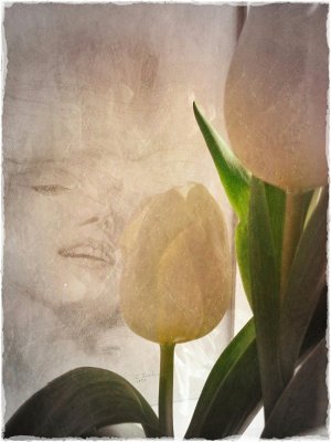 4th Place Tulips for Marilyn By Shu
