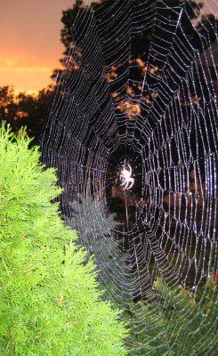 The Web