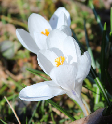Spring Emerges 2