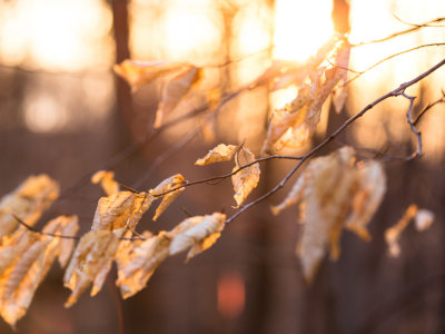 Silver Maple Sunset