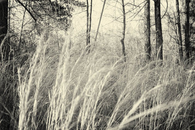 Hiding in the Weeds