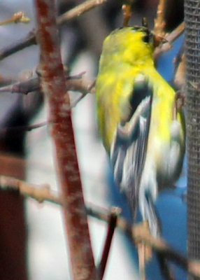 Yellow Bird