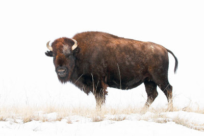 Buffalo in the Badlands