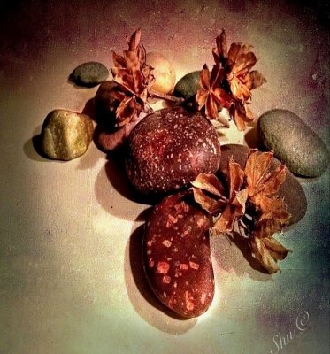 Petals  and Pebbles